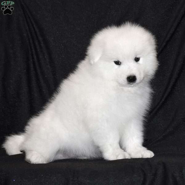 Steele, Samoyed Puppy
